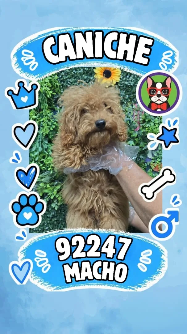 Cachorro Caniche en venta – Libra Mascota, criadero español vendido en Miami