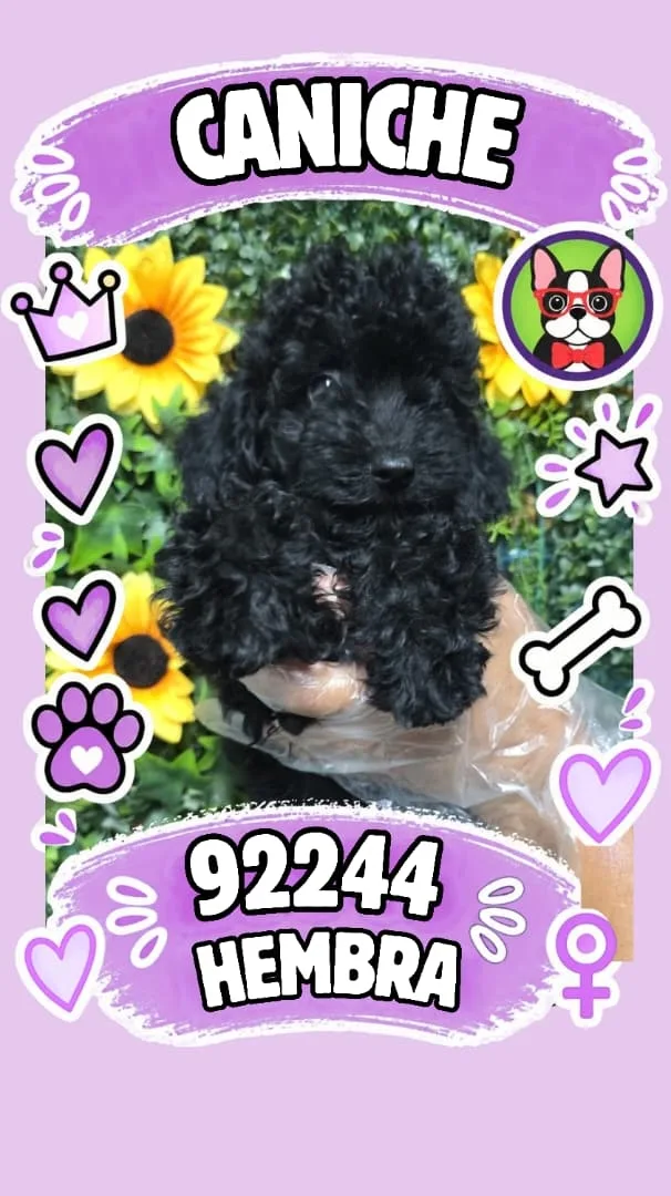 Cachorro Caniche en venta – Libra Mascota, criadero español vendido en Miami