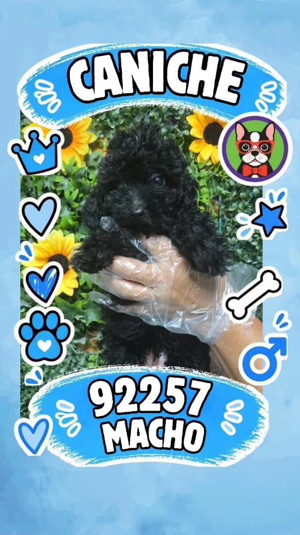 Cachorro Caniche en venta – Libra Mascota, criadero español vendido en Miami