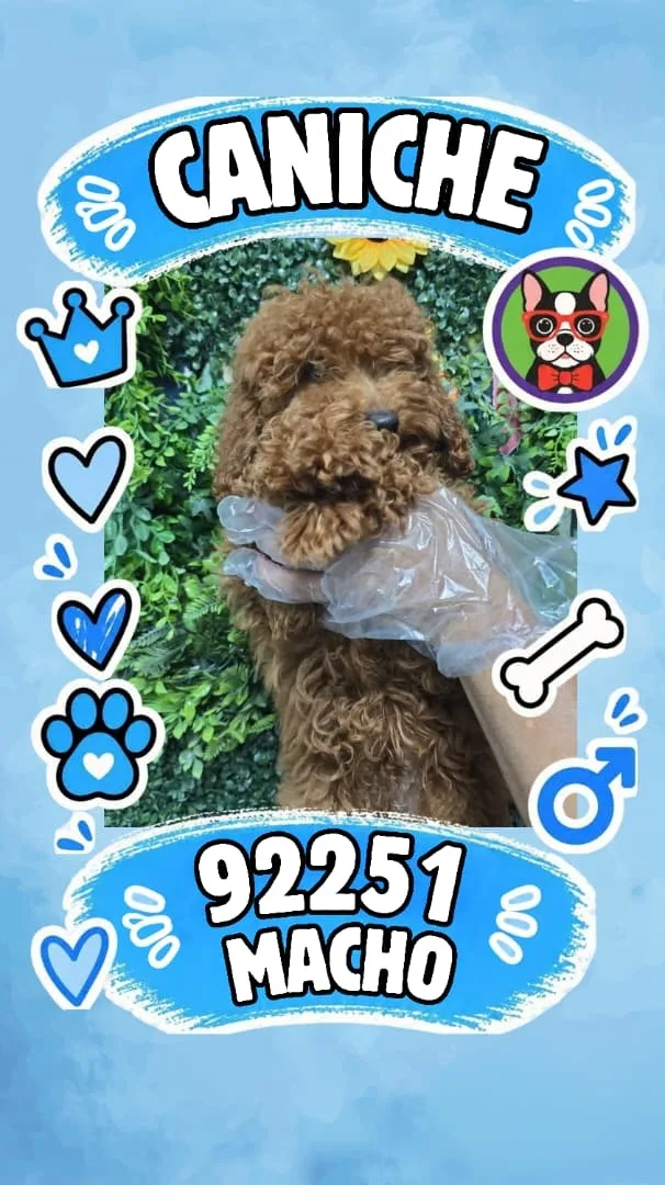 Cachorro Caniche en venta – Libra Mascota, criadero español vendido en Miami