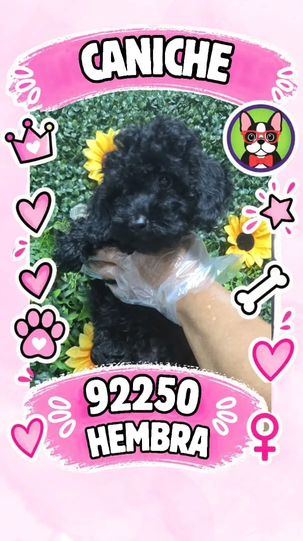 Cachorro Caniche en venta – Libra Mascota, criadero español vendido en Miami
