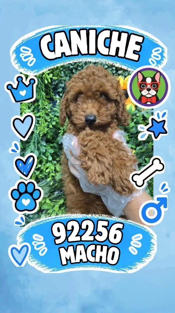 Cachorro Caniche en venta – Libra Mascota, criadero español vendido en Miami