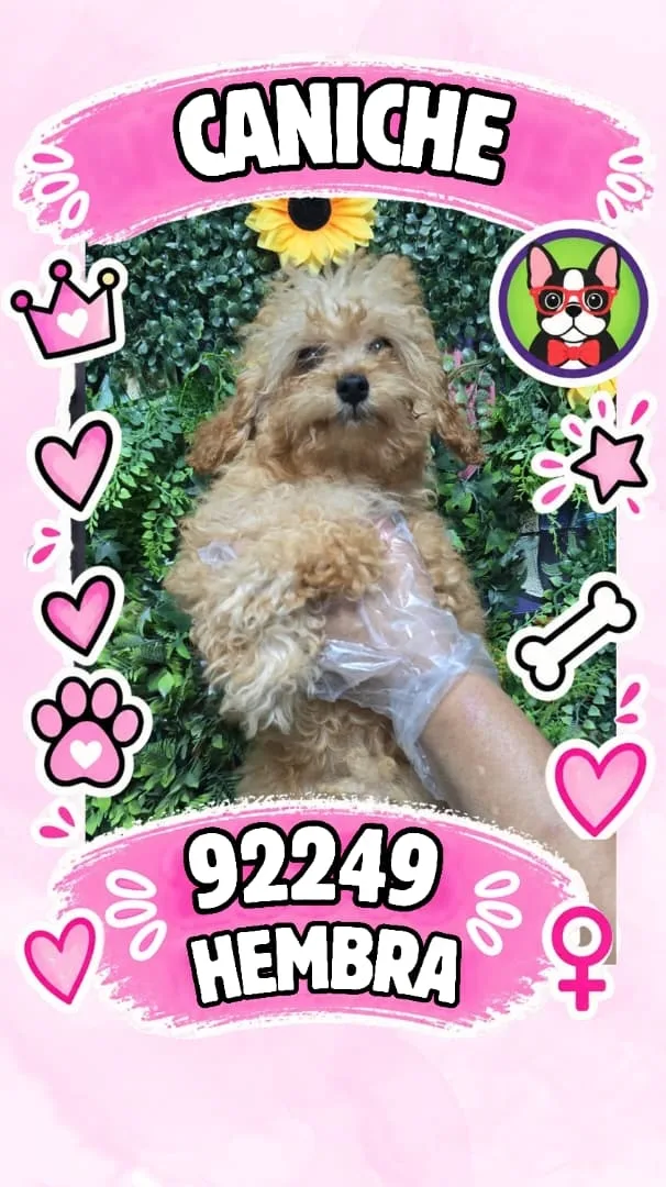 Cachorro Caniche en venta – Libra Mascota, criadero español vendido en Miami