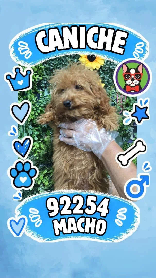 Cachorro Caniche en venta – Libra Mascota, criadero español vendido en Miami