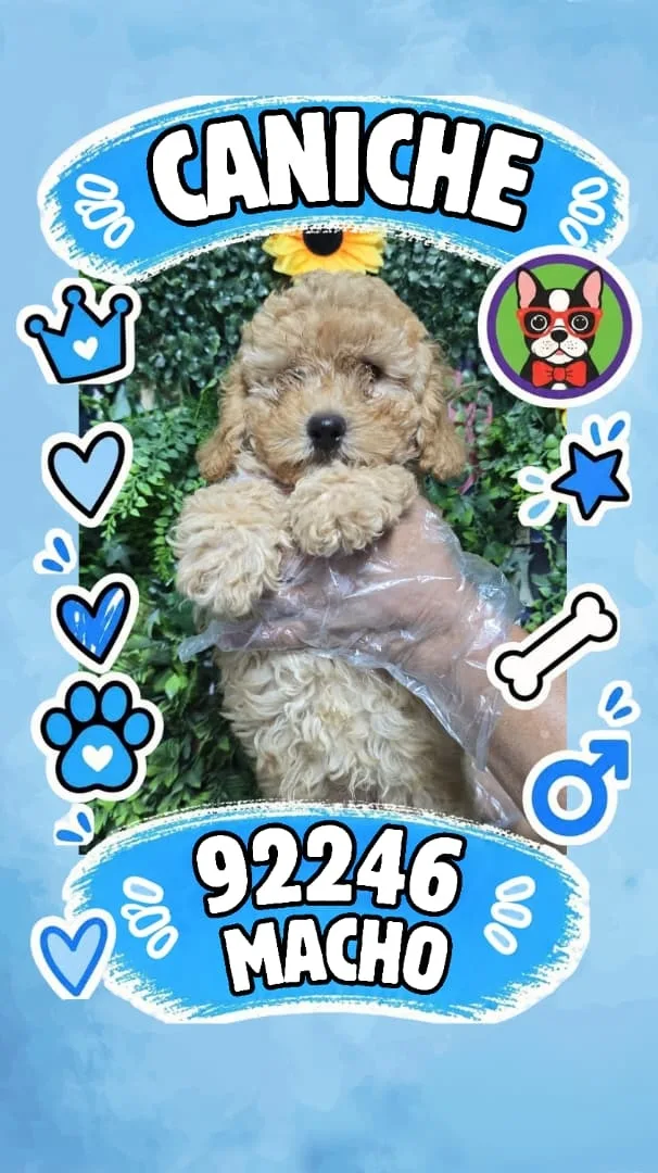 Cachorro Caniche en venta – Libra Mascota, criadero español vendido en Miami