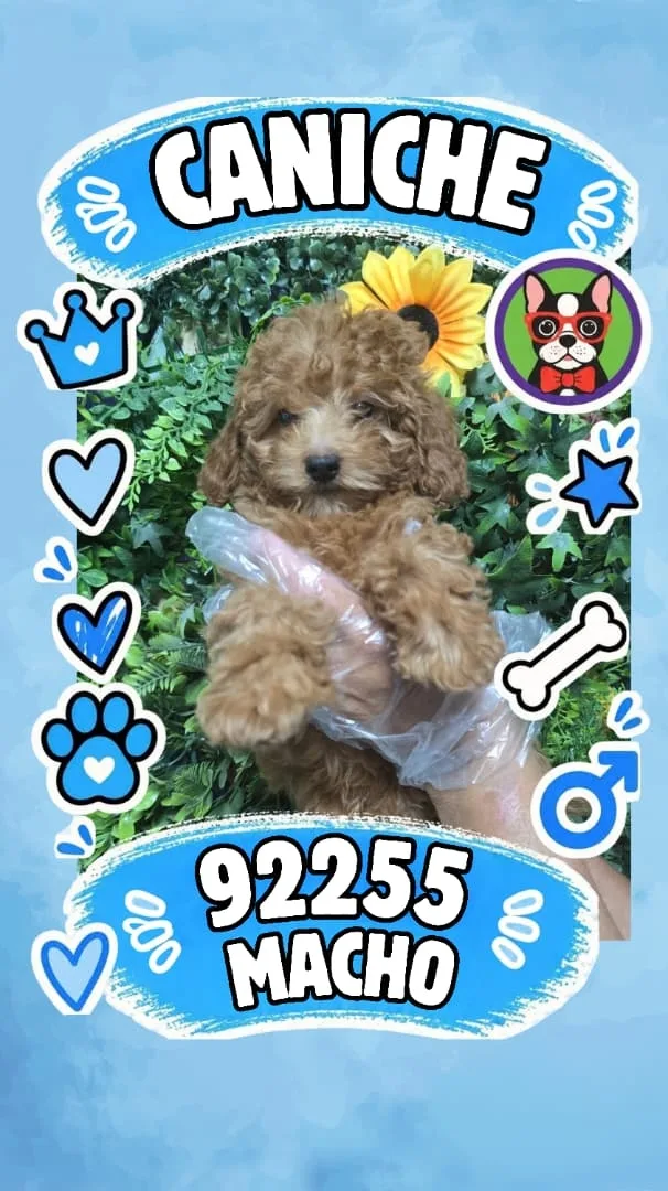Cachorro Caniche en venta – Libra Mascota, criadero español vendido en Miami