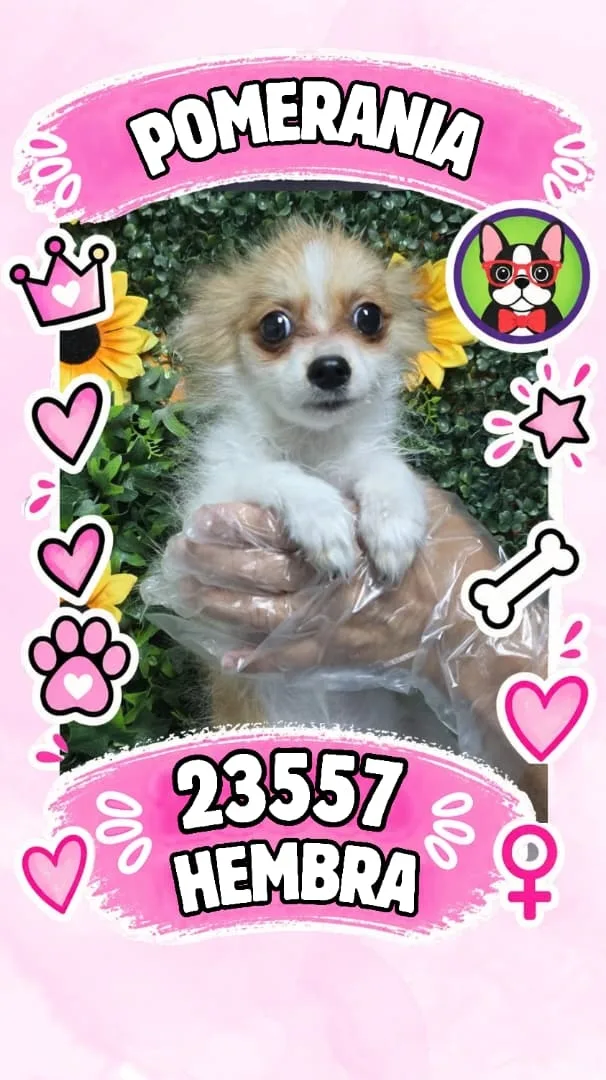 Cachorro Pomerania en venta – Libra Mascota, criadero español vendido en Miami