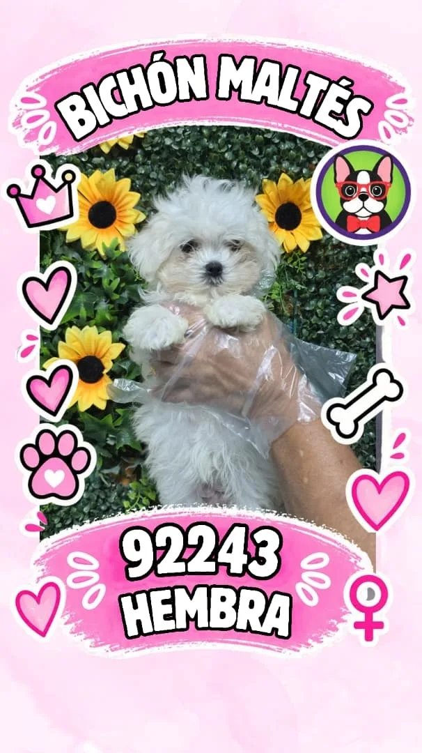 Cachorro Bichón Maltés en venta – Libra Mascota, criadero español vendido en Miami