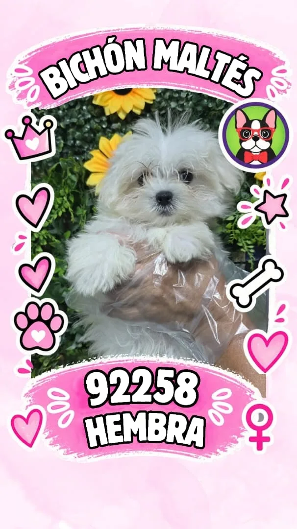 Cachorro Bichón Maltés en venta – Libra Mascota, criadero español vendido en Miami