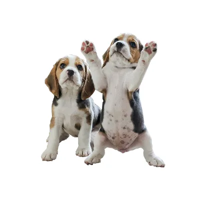 Cachorro de raza Beagle en venta – Libra Mascota, criadero español vendido en Miami