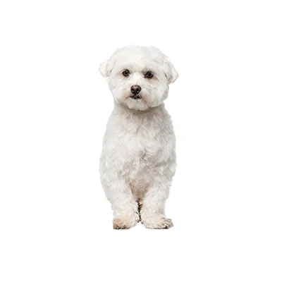 Cachorro de raza Bichón Maltés en venta – Libra Mascota, criadero español vendido en Miami