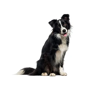 Cachorro de raza Border Collie en venta – Libra Mascota, criadero español vendido en Miami
