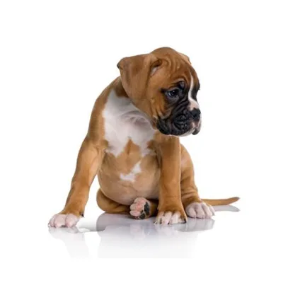 Cachorro de raza Boxer en venta – Libra Mascota, criadero español vendido en Miami
