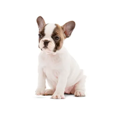 Cachorro de raza Bulldog Francés en venta – Libra Mascota, criadero español vendido en Miami