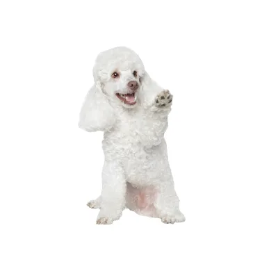 Cachorro de raza Caniche en venta – Libra Mascota, criadero español vendido en Miami