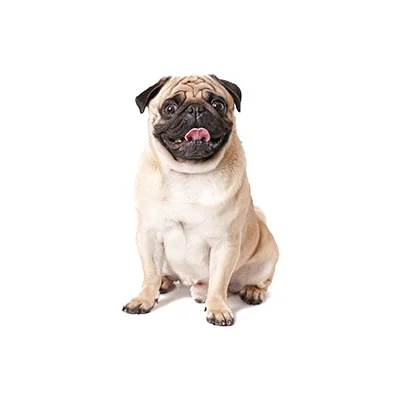 Cachorro de raza Carlino (Pug) en venta – Libra Mascota, criadero español vendido en Miami