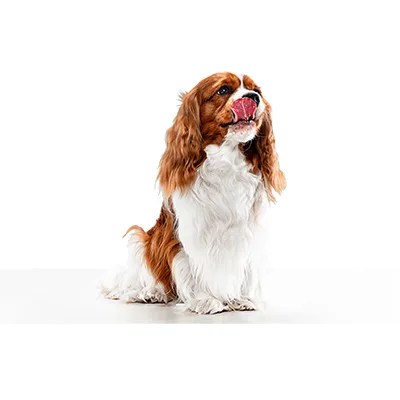 Cachorro de raza Cavalier King Charles Spaniel en venta – Libra Mascota, criadero español vendido en Miami