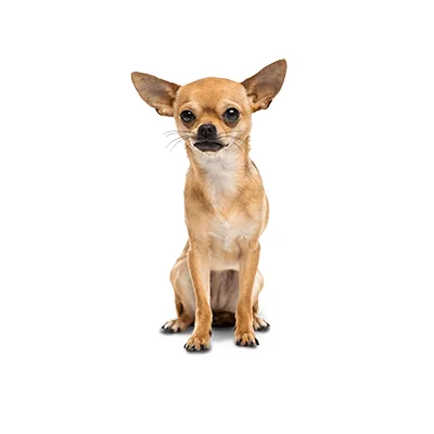 Cachorro de raza Chihuahua en venta – Libra Mascota, criadero español vendido en Miami