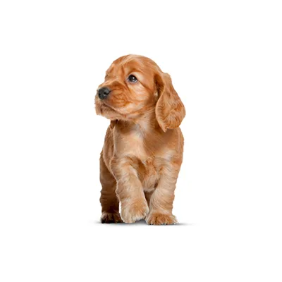 Cachorro de raza Cocker Spaniel en venta – Libra Mascota, criadero español vendido en Miami