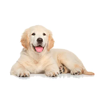 Cachorro de raza Golden Retriever en venta – Libra Mascota, criadero español vendido en Miami