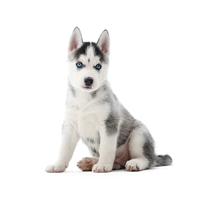 Cachorro de raza Husky Siberiano en venta – Libra Mascota, criadero español vendido en Miami