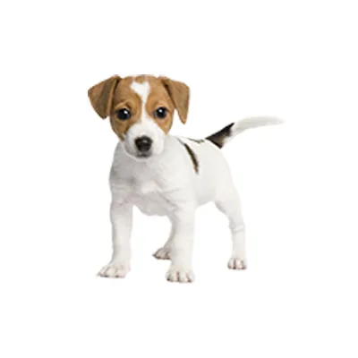 Cachorro de raza Jack Russell Terrier en venta – Libra Mascota, criadero español vendido en Miami