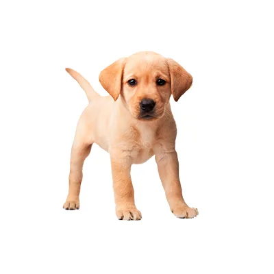 Cachorro de raza Labrador Retriever en venta – Libra Mascota, criadero español vendido en Miami