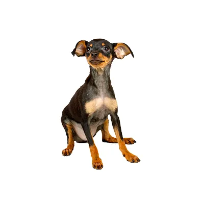 Cachorro de raza Mini Pinscher en venta – Libra Mascota, criadero español vendido en Miami