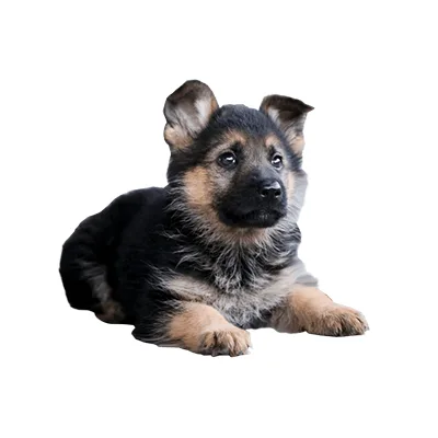 Cachorro de raza Pastor Alemán en venta – Libra Mascota, criadero español vendido en Miami