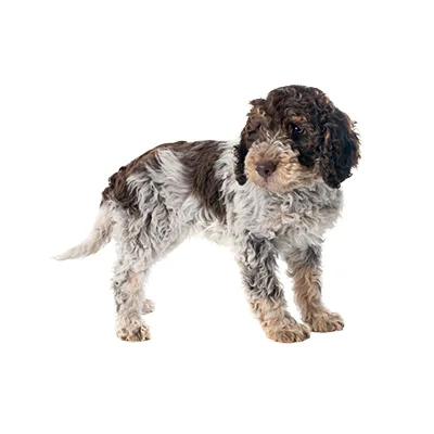Cachorro de raza Perro de Agua Español en venta – Libra Mascota, criadero español vendido en Miami