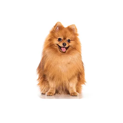 Cachorro de raza Pomerania en venta – Libra Mascota, criadero español vendido en Miami