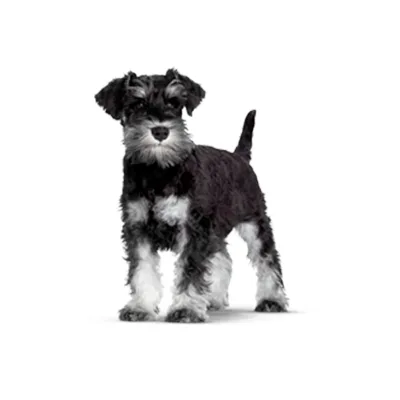Cachorro de raza Schnauzer Miniatura en venta – Libra Mascota, criadero español vendido en Miami