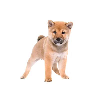 Cachorro de raza Shiba Inu en venta – Libra Mascota, criadero español vendido en Miami