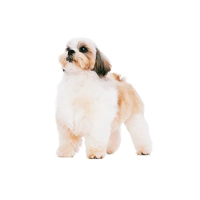 Cachorro de raza Shih Tzu en venta – Libra Mascota, criadero español vendido en Miami
