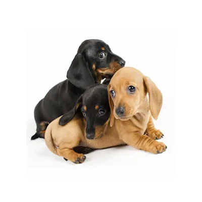 Cachorro de raza Teckel en venta – Libra Mascota, criadero español vendido en Miami