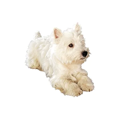 Cachorro de raza West Highland White Terrier en venta – Libra Mascota, criadero español vendido en Miami