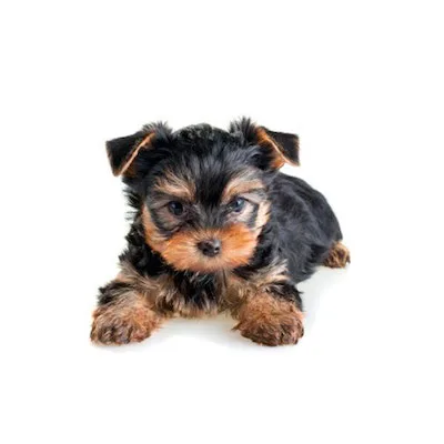 Cachorro de raza Yorkshire Terrier en venta – Libra Mascota, criadero español vendido en Miami