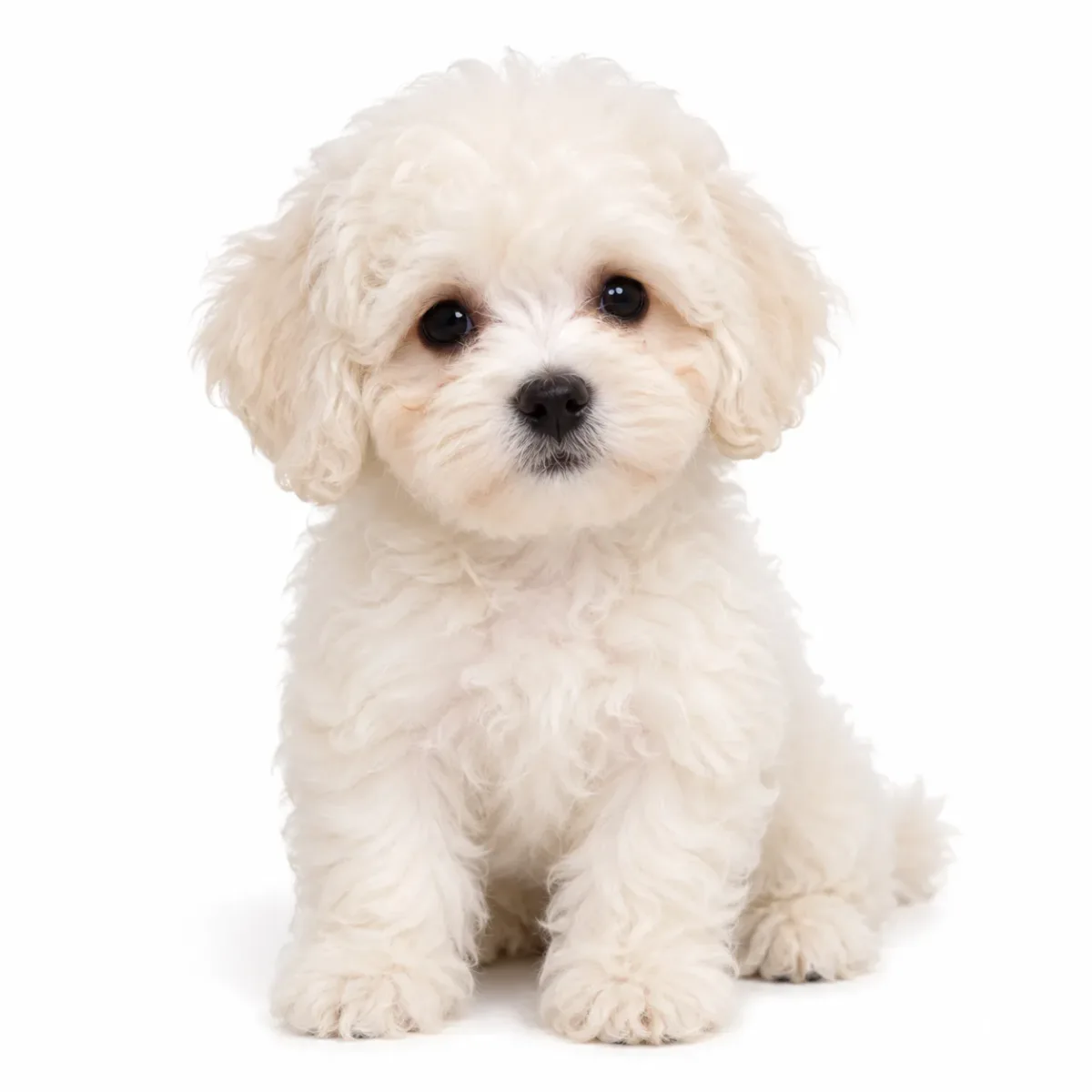 Cachorro de raza Bichón Habanero en venta – Libra Mascota, criadero español vendido en Miami