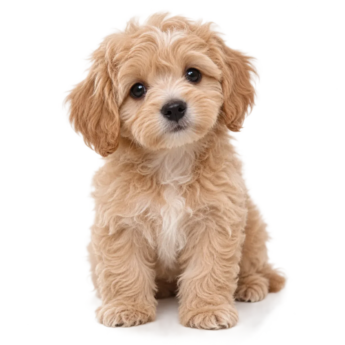 Cachorro de raza Maltipoo en venta – Libra Mascota, criadero español vendido en Miami