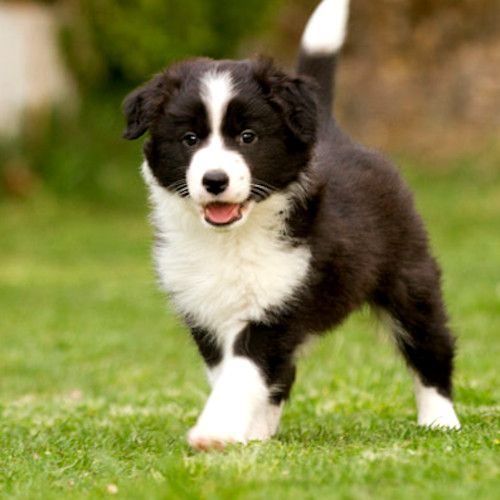 Border Collie Miami