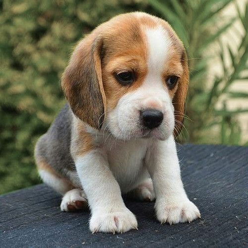 Beagle Miami