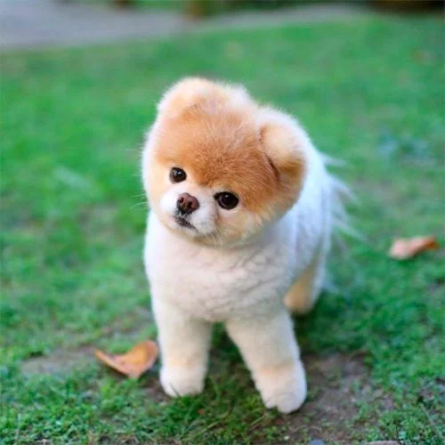 pomerania Sunny Isles Beach, Miami