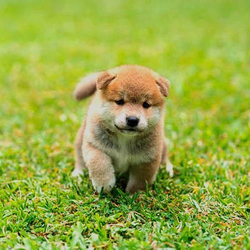 shiba-inu Miami, Miami