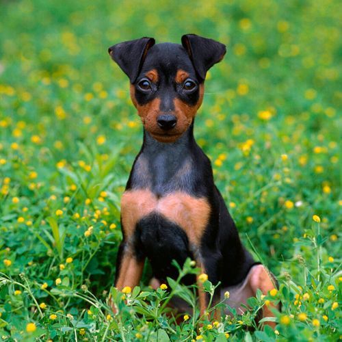 Mini Pinscher Miami